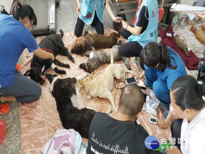 興大師生為偏鄉貓狗絕育。林重鎣翻攝