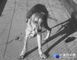 感染狂犬病的狗，可見唾液從嘴流出。（圖／Wikipedia）