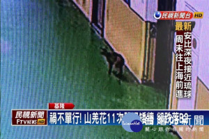 山羌誤闖停車場 跳躍矮牆11次又摔到B2