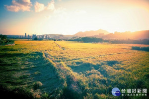 北投的關渡平原是目前台北市唯一面積廣大的平原，有著台北最後一塊大片水稻田。稻田襯托落日的美景（圖／台北市政府）