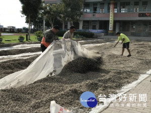 
大甲區農會輔導青農聯誼會大甲區分會成員蘇協源、鄭程戎、李源駿、陳家慶等四位青農組成「道卡斯小綿羊互助共耕工作坊」，進行個人換工作業及統計換工時數等工作。（記者陳榮昌攝）