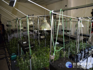 烏日警方破獲用水耕種大麻。林重鎣攝