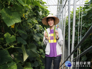 大里農會四健志工隊協助採小黃瓜。林重鎣攝