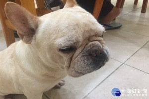 法國鬥牛犬。