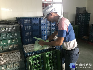鴻陞蛋品驗出沙門桿菌　中市府重罰30萬