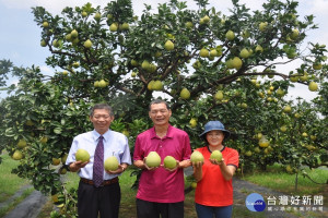 李聖良、許秀枝夫婦的文旦園獲得有機認證，佳里農會總幹事黃政村肯定他們的付出。