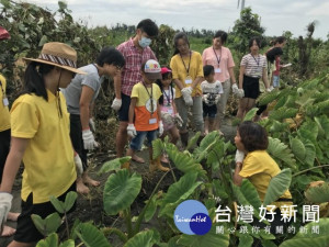 
大甲區農會辦理「芋見大甲食在幸福」一日農夫體驗活動，全國而來20餘位民眾陰雨中體驗採芋等活動，興趣盎然，個個都說，參與這活動真值得。（記者陳榮昌攝）