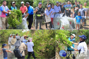 大小朋友一起到蘇澳海岸林清除小花蔓澤蘭。（圖／陳木隆攝）