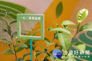 一心二葉優良茶葉介紹和展示