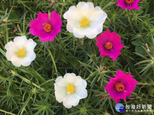 早晨開花 午後便閉合 有「半日花」「午時花」之稱