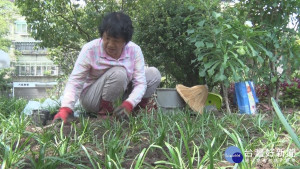 東榮里著重植栽美化　新中公園成賞花秘境