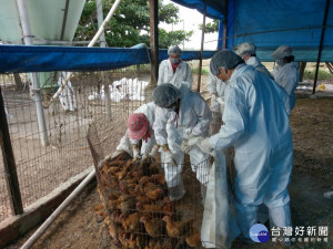 禽流感案例場未依規定逕行復養，雞隻撲殺不補償並依法裁罰