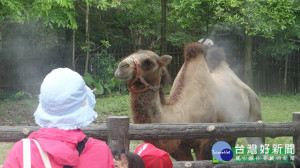 台北市立動物園2日驚傳園內駱駝疑似急於進食，因而咬傷保育員脖子。保育員傷勢雖無大礙，且意識清醒，但為安全起見，北市立動物園還是將受傷保育員送萬芳醫院急診觀察。（圖／台北市動物園資料照）