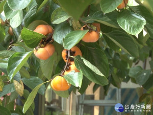 柿子產量大甜度高 新埔柿餅節登場