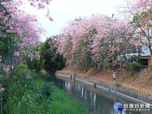 北斗河濱公園美人樹花朵綻開　但河面不時飄出豬屎味
