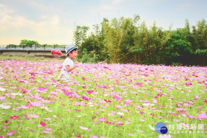 小男孩在大波斯菊的花海裏快樂地奔跑（圖／台北市政府工務局提供）