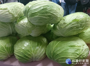 新北市為幫助農民啟動「高麗菜團購」，兩顆$50，一箱$200(8-10顆)。（圖／新北果菜公司提供）