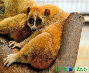 小懶猴目前已被IUCN自然生態保育聯盟列為Vulnerable易危的保育類動物（圖／台北市立動物園提供）