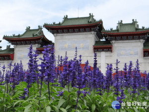 北安路忠烈祠前，紫色的粉萼鼠尾草呈現優雅沉穩的氛圍（圖／台北市公園處提供）