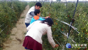 路竹鹽地番茄獲得廣大民眾喜愛。（圖／記者郭文君攝）