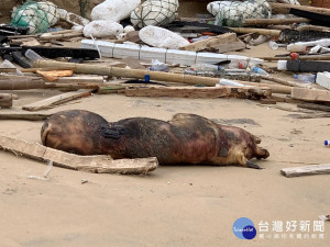 農委會1月3日宣布，去年年底在離島金門金沙鎮田埔海岸發現的死豬豬屍，已確認被驗出非洲豬瘟病毒陽性反應。（圖／農委會）
