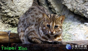 由特生中心北上到動物園的「石虎保育代言人-小母」（圖／台北市立動物園提供）