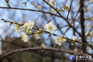 士林官邸內梅花初綻（圖／台北市政府公園處提供）