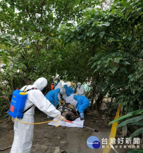 受到非洲豬瘟進逼台灣影響，7日驚傳台北市大安區和平東路3段一處空地，突現一隻重約300斤的麝香豬屍體。台北市府動保處隨即進行檢驗、消毒…等措施，行政院農委會表示。如查獲亂丟豬屍的人，可開罰最高新台幣1百萬元罰金，並公布飼主資訊。（圖／台北市動保處）