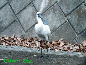 編號「191」5歲的雄性黑面琵鷺（腳環為「黃赤」），就是「台北」的後代（本照片由日本「多摩動物公園（Tama Zoological Park）」）提供（圖／台北市立動物園提供）