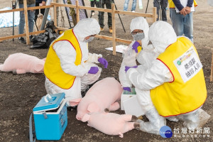 「桃園市非洲豬瘟緊急防疫模擬演習」中，防疫人員進行豬隻採樣送檢。