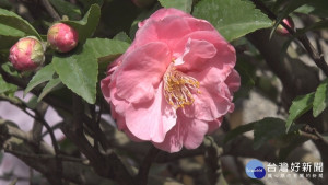 「台北茶花展」爭奇鬥妍　600歲花王超吸睛