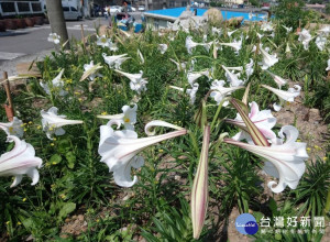 卯澳社區里民志工合力將原本長滿雜草、枯木的荒地，整理成百合花園，並辦理民眾認養百合，讓更多人能欣賞東北角海岸台灣百合之美 。（圖／農業局提供）