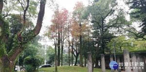 南港區九如綠地落羽松悄然換紅妝（圖／台北市公園處提供）