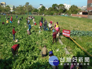 烏日農會辦抜蘿蔔活動。林重鎣攝