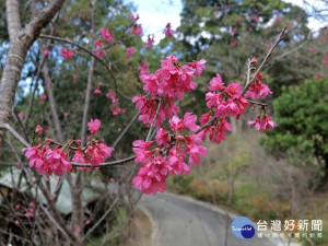 農曆春節期間，是櫻花綻放的季節。（圖／記者王丰和攝）