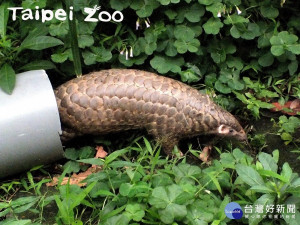 世界穿山甲日喜迎元宵　遊動物園搭貓纜猜燈謎（圖／台北市立動物園提供）