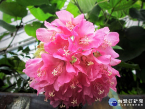 非洲芙蓉別名百鈴花 粉紅球 非洲繡球（圖／台北市工務局提供）
