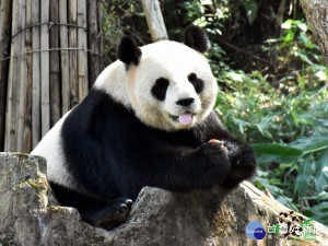 大貓熊嚐鮮謹慎小心，栗子大餐一試成主顧（「圓圓」）（圖／台北市立動物園提供）