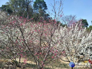 位於花壇虎山岩周邊盛開的李花，迎接陽光正燦爛。圖／記者鄧富珍攝