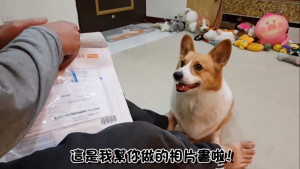 網路超人氣萌犬網紅「嘎逼」，日前拔拔使用App為牠製作寫真書，並將過程拍攝成影片PO上網，萌翻大批網友。（圖／截自柯基犬のCoffee Time）