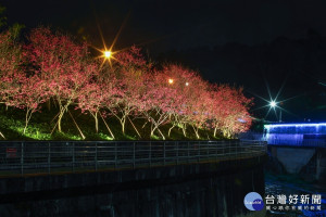 越夜越美麗　內湖樂活公園八重櫻浪漫綻放（圖／台北市公園處提供）