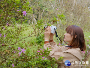 烏來杜鵑在春季開花，灌叢高1至3公尺