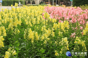 仁愛敦化圓環的花圃裡，一片鮮黃色、粉紅色的花海，令人為之驚豔。