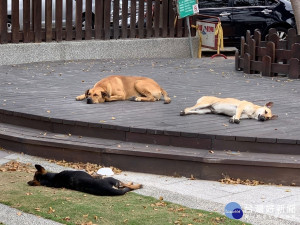 大甲區文昌公園出現大批流浪犬遊蕩，把公園表演台當床舖住宿，看得民眾心驚驚，無不祈望動保處據迅予處理，以免造成意外。（記者陳榮昌攝）