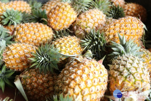 嘉義縣打貓果菜生產合作社外銷中國6090公斤鳳梨
