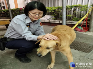 蘆竹分局南崁派出所值班警員呂珮綺見貼心的安置「桃高阿黃」。