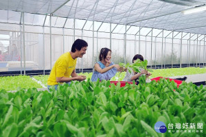 大古山野百合花季系列活動中的水耕蔬菜收成。