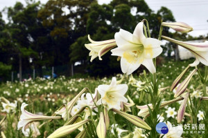 「2019百事合意」大古山野百合花季開幕，滿山遍野都是盛開的野百合花。