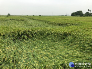 台南市水稻種植面積約14000公頃左右損害程度6％。