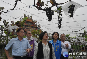 縣長王惠美會同鎮長黃瑞珠前往勘災，發現部份晚熟的葡萄受損比較嚴重。